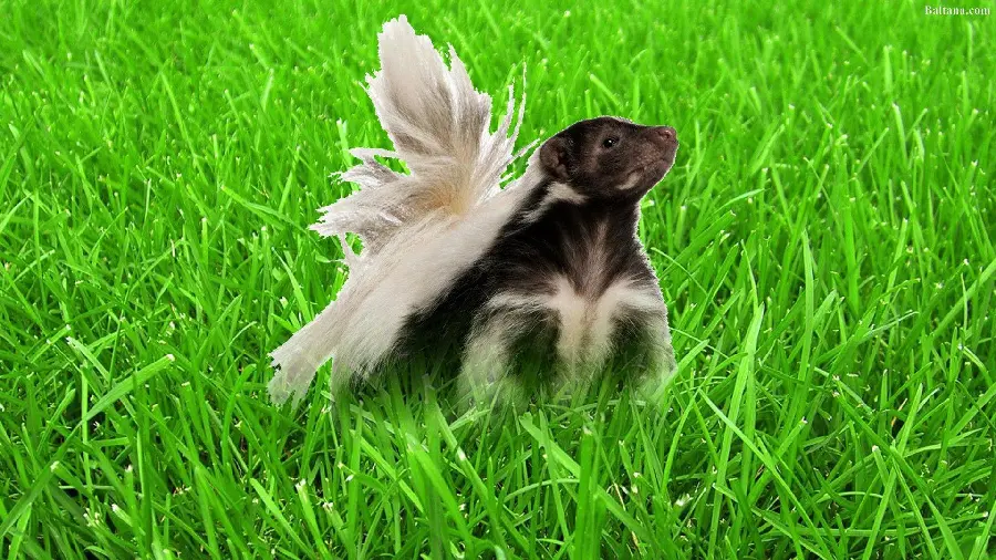 Awesome and Professional Photoshopped Image of Skunk