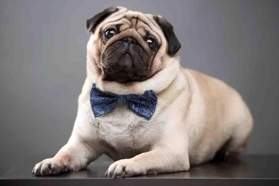 Profile photo of a Pug breed Gogol dog suitable for desktop