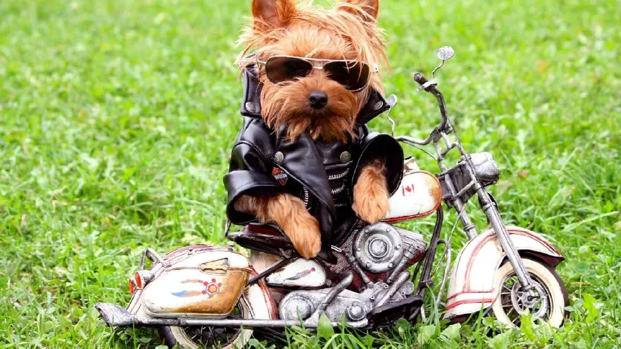 Cool and creative photo of a motorcycle dog for desktop background
