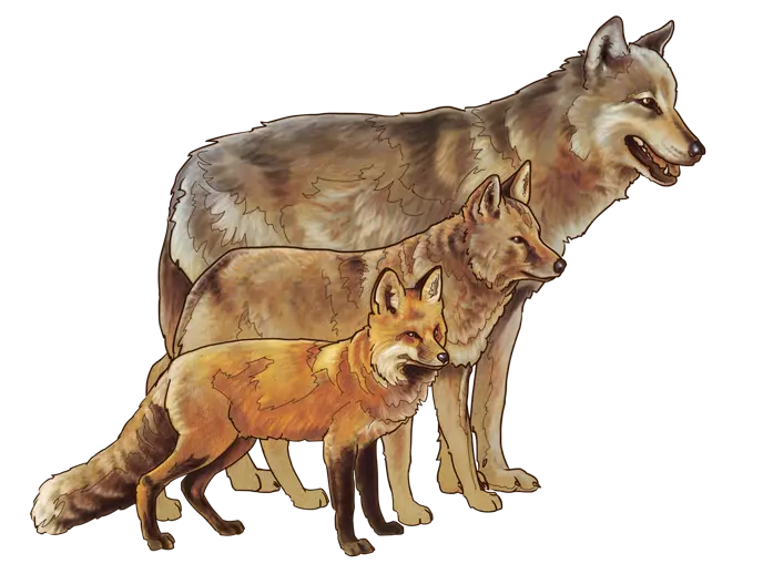 Download Backgroundless Jackal PNG Images Without Background