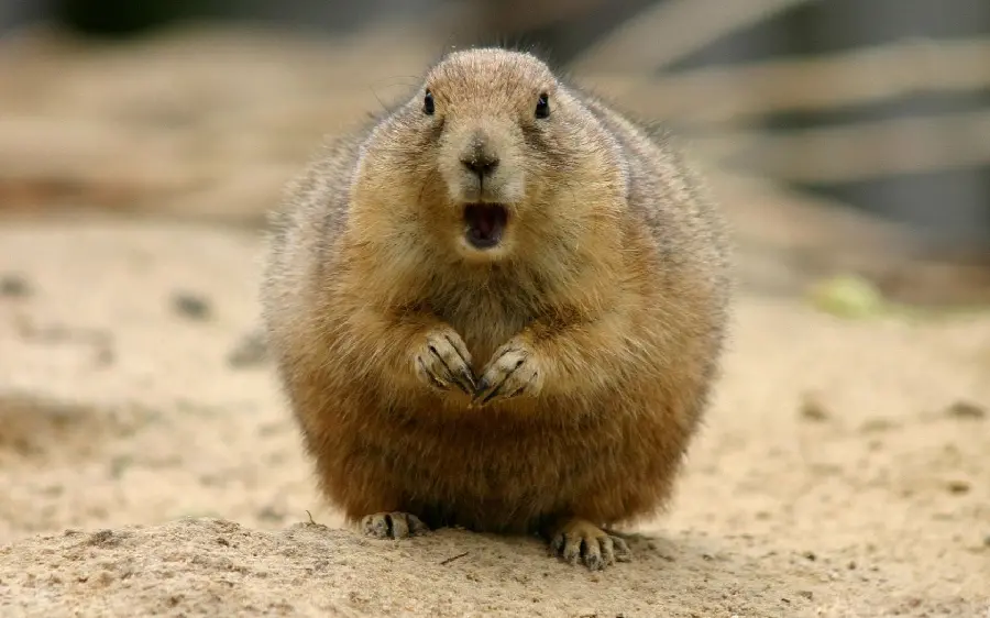 Download completely free funny beaver photo with direct link 