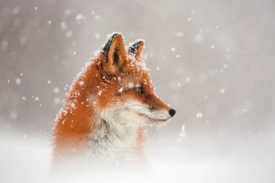 A Cool Arctic Fox Profile Photo for Notebook Cover Printing