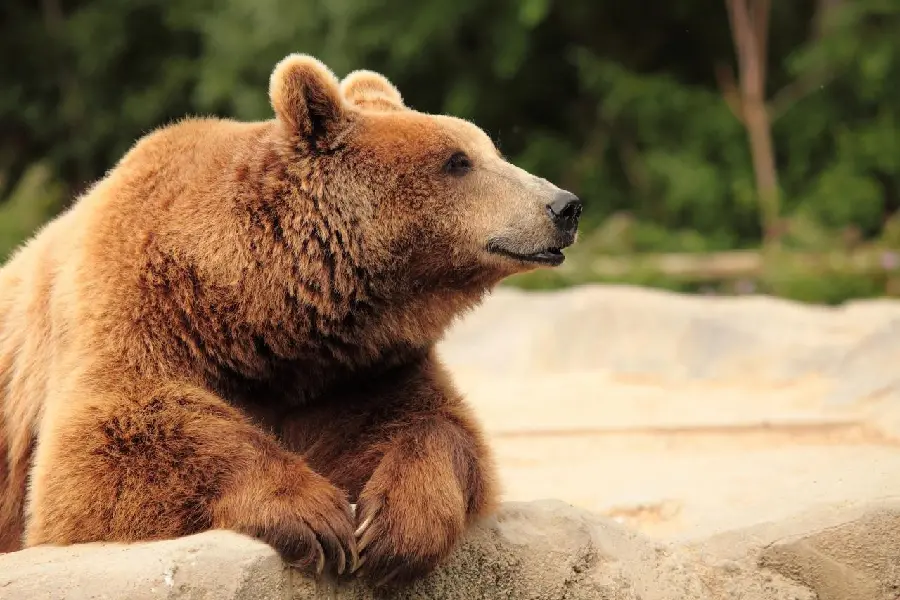 Good quality HD stock photo of a bear in nature