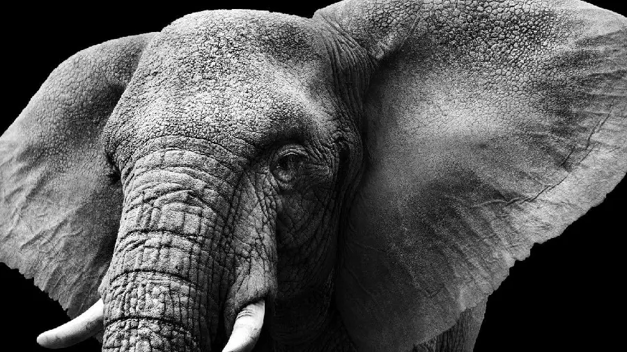 Download a close-up photo of the face of a huge elephant for the profile of nature lovers