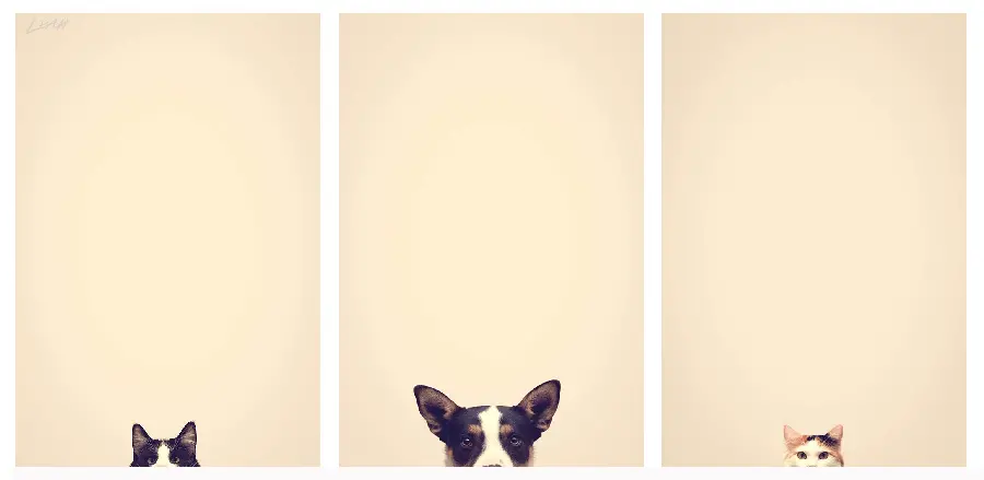 Download Minimalist Dog High Resolution Stock Image