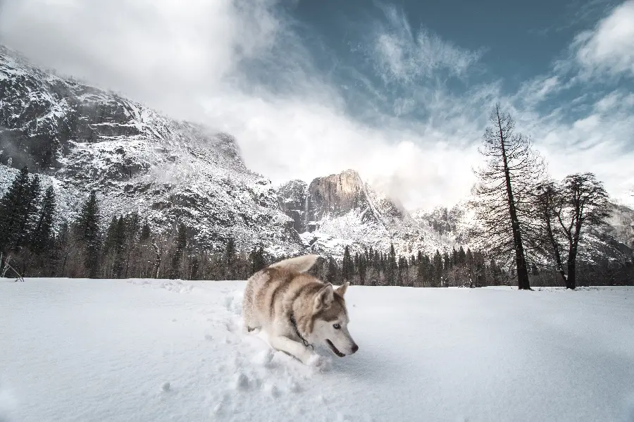 Best Quality Red Husky Background
