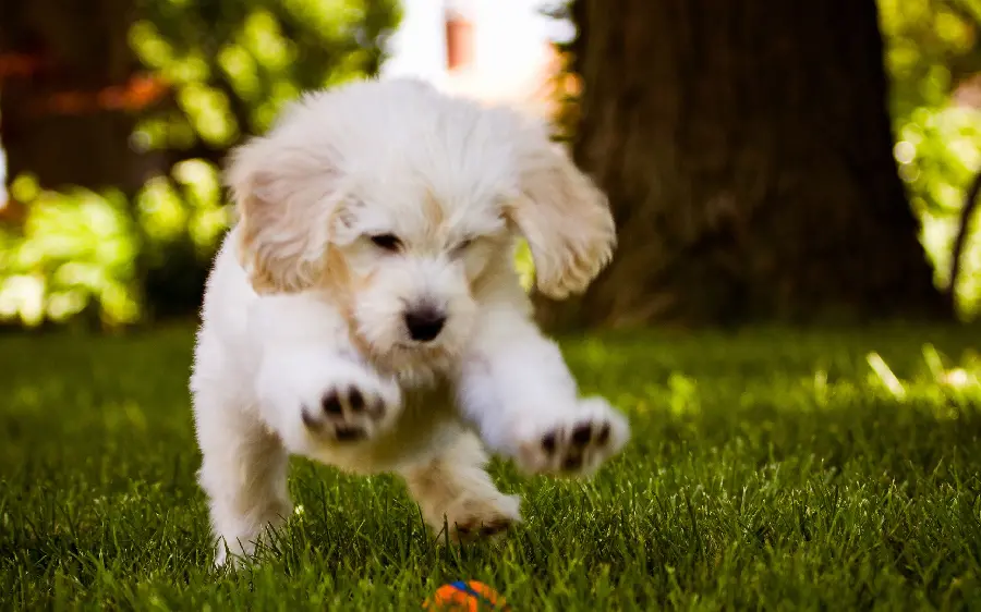 Download high-quality background of a cute teddy dog ​​suitable for desktop 