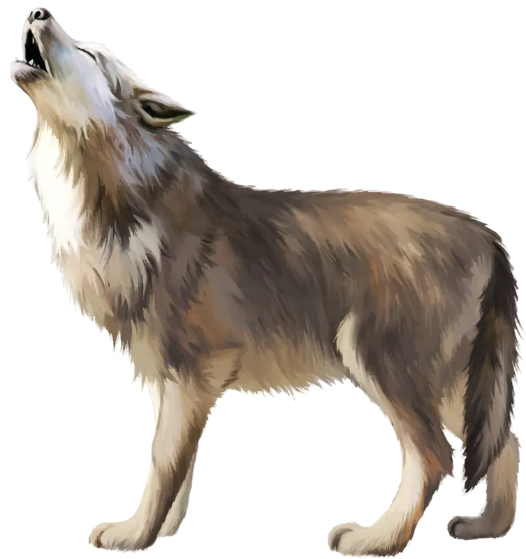Real Wolf Profile Photo Pulling PNG