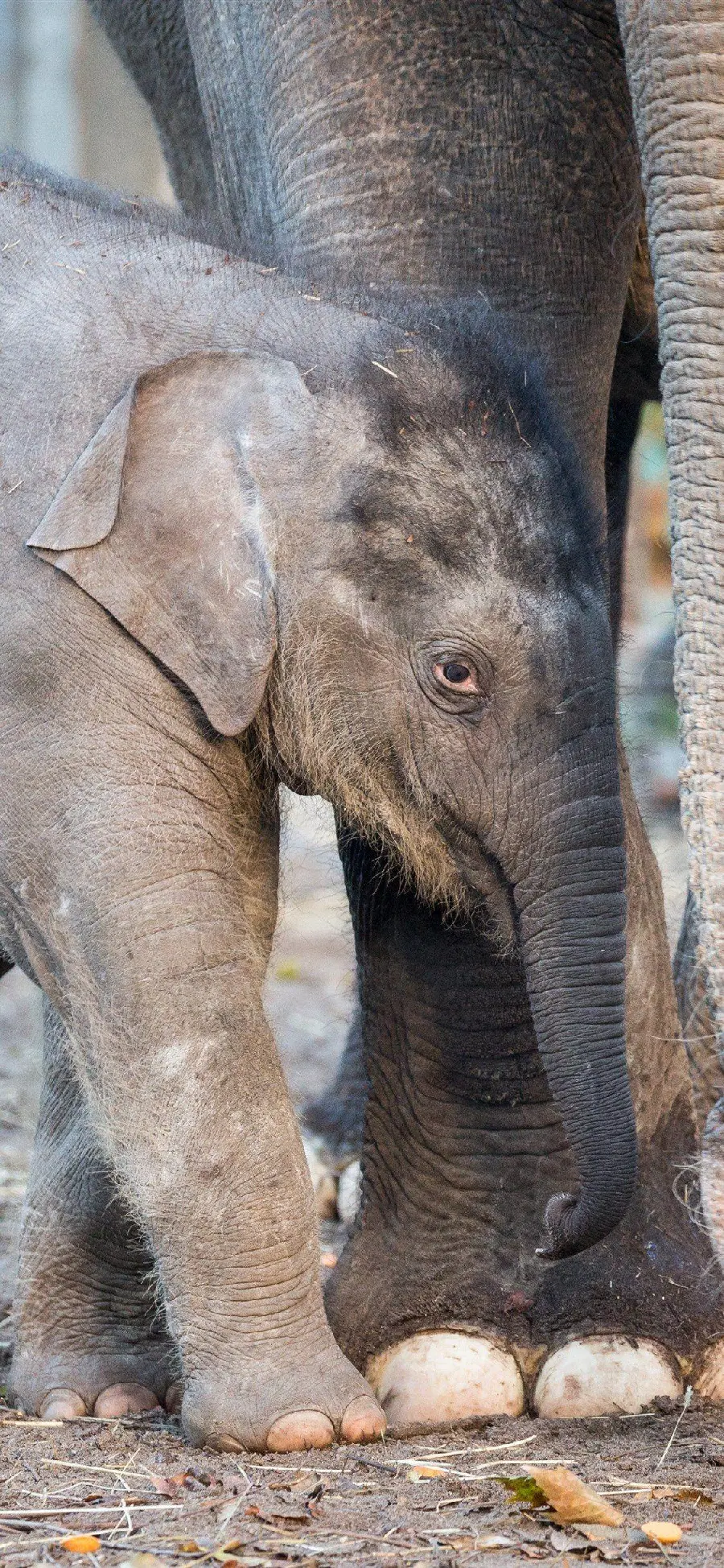 The most attractive photo of a baby elephant and its mother for animal lovers