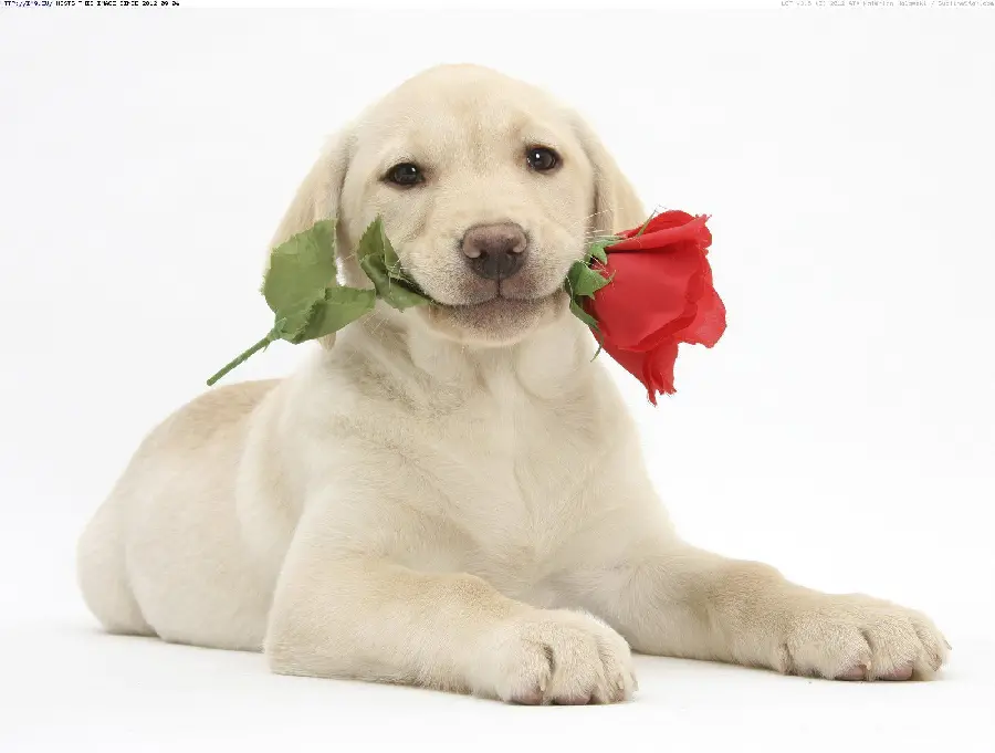 Stylish and Beautiful Valentine's Day Dog Wallpaper for Laptop