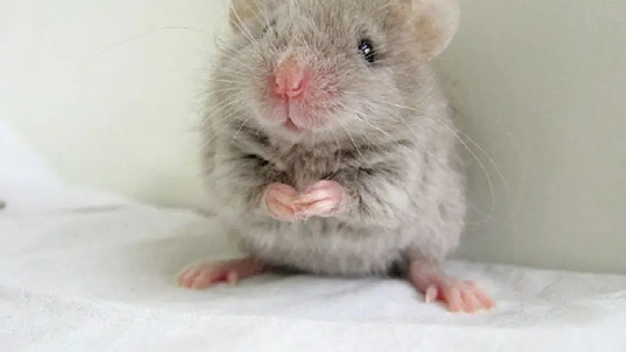 A cute and attractive image of a gray mouse with excellent quality for wallpaper 