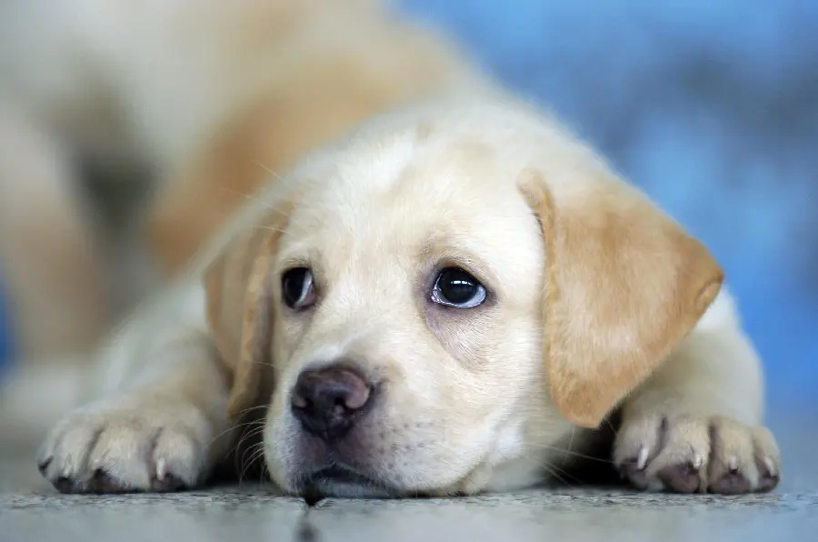 Beautiful Cute Labrador Retriever Puppy Wallpaper