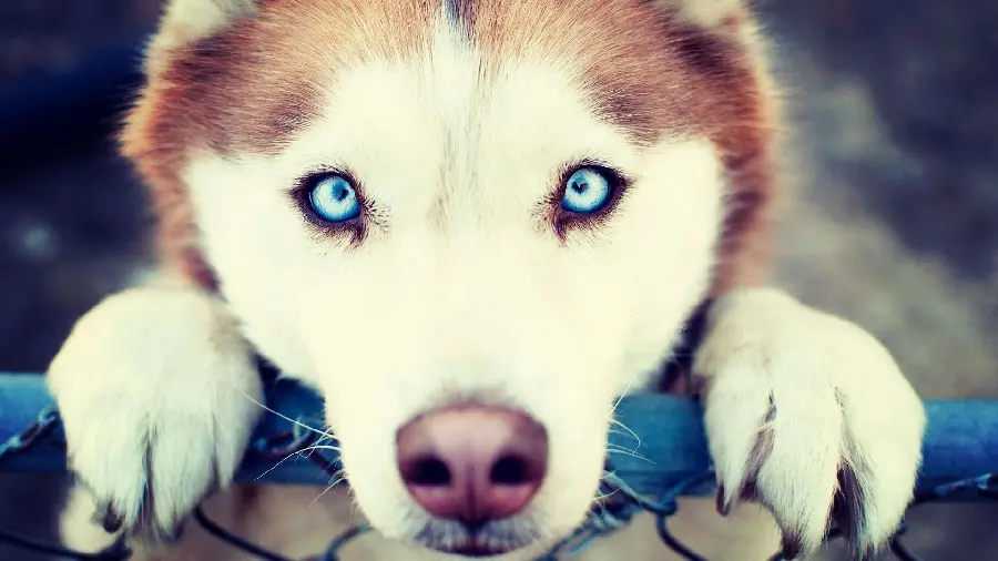 Stunning Red Husky High Quality Morphfile Image