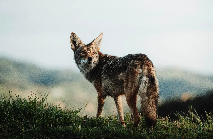Background photo Real Jackal for Laptop Background