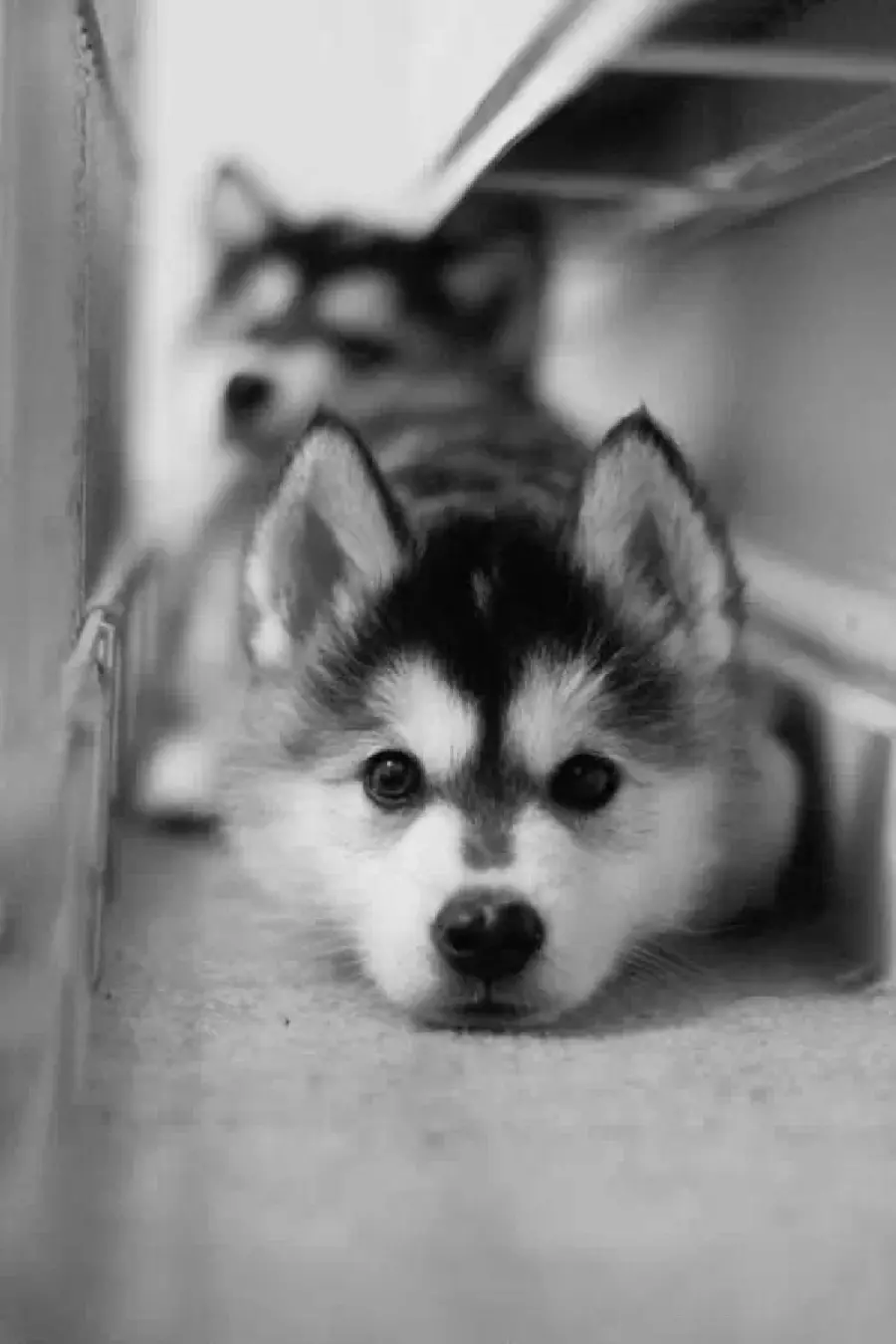Black and white theme iPhone wallpaper of beautiful husky puppies