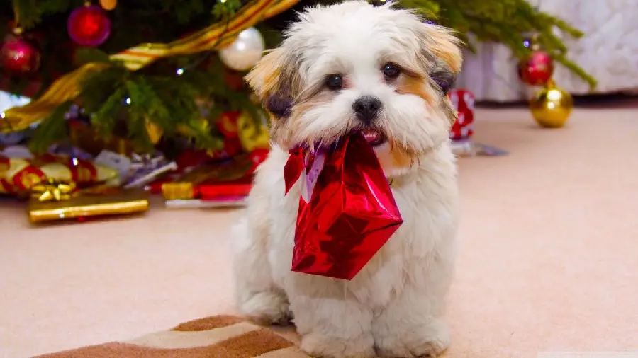 4K Christmas Googly Dog Stock Photo