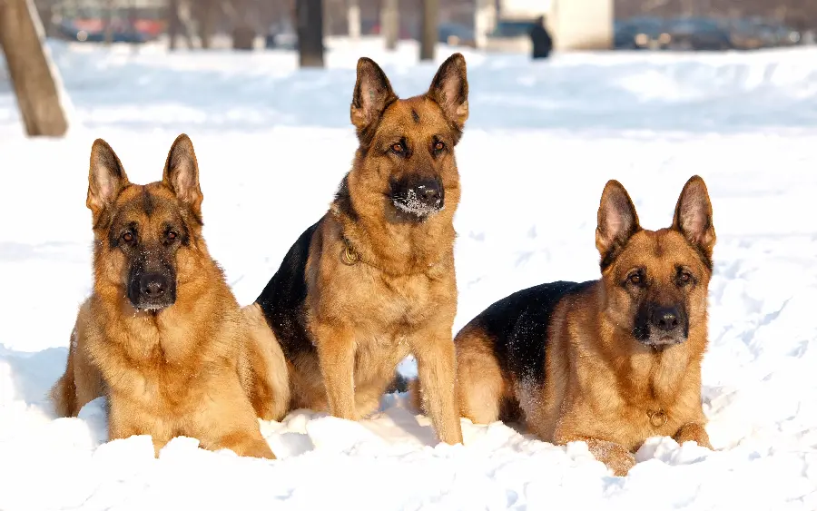 Photos of German Shepherd Rex dogs on white snow