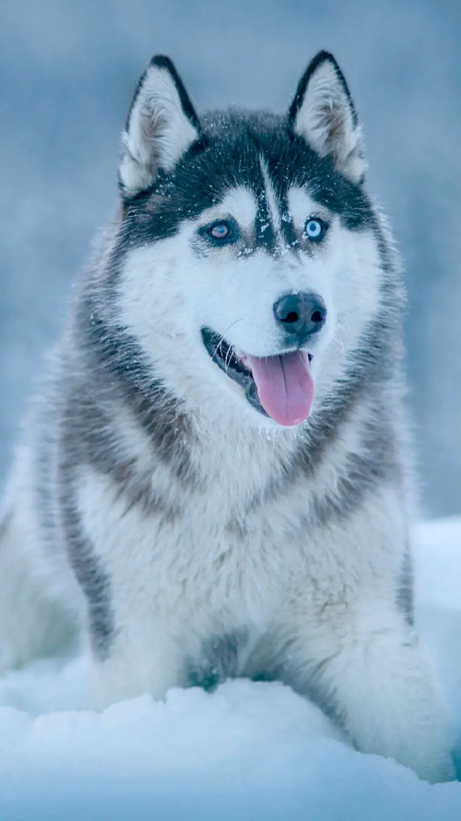 Stylish and High Quality Wallpaper Suitable for iPhone with Husky Dog Design