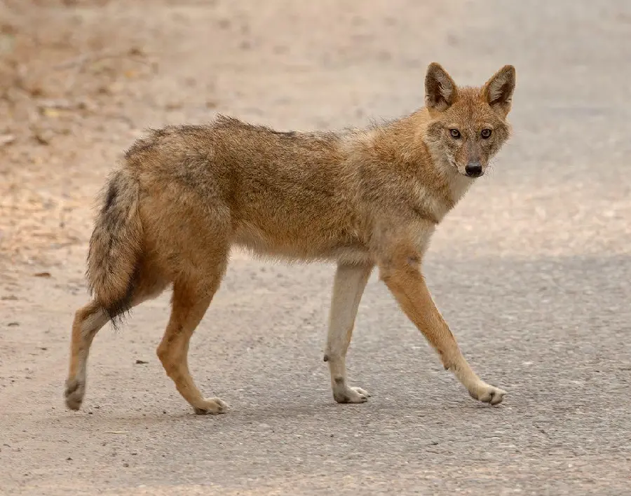 Free Jackal Background Image with Excellent Quality
