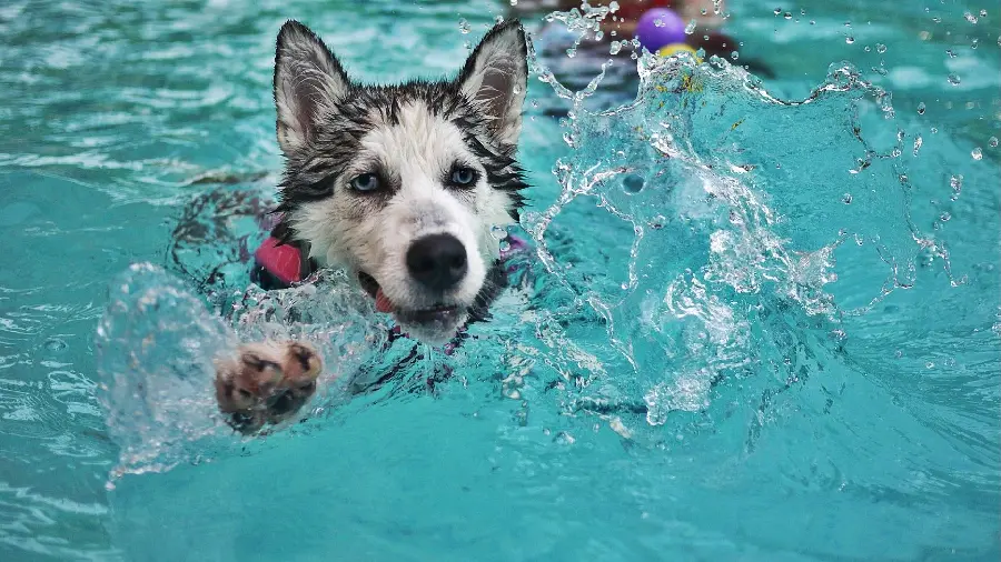 Free Download Funny Husky Dog Profile Picture Swimming