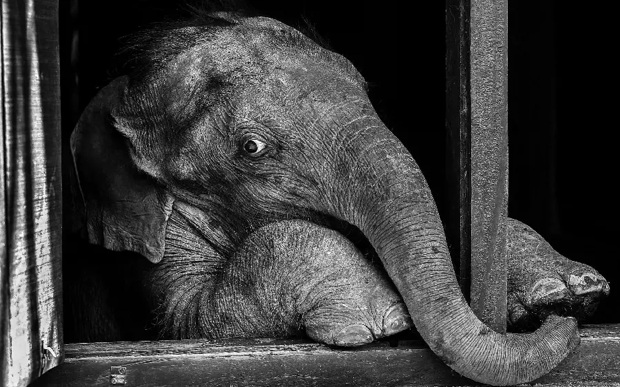 Download Minimal Black and White Elephant Image