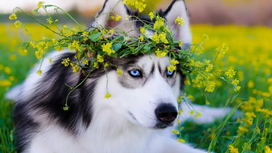 Full HD Husky Wallpaper with Beautiful Yellow Flower Crown 