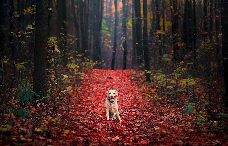 Quality image of Labrador Retriever in a dreamy and special background 
