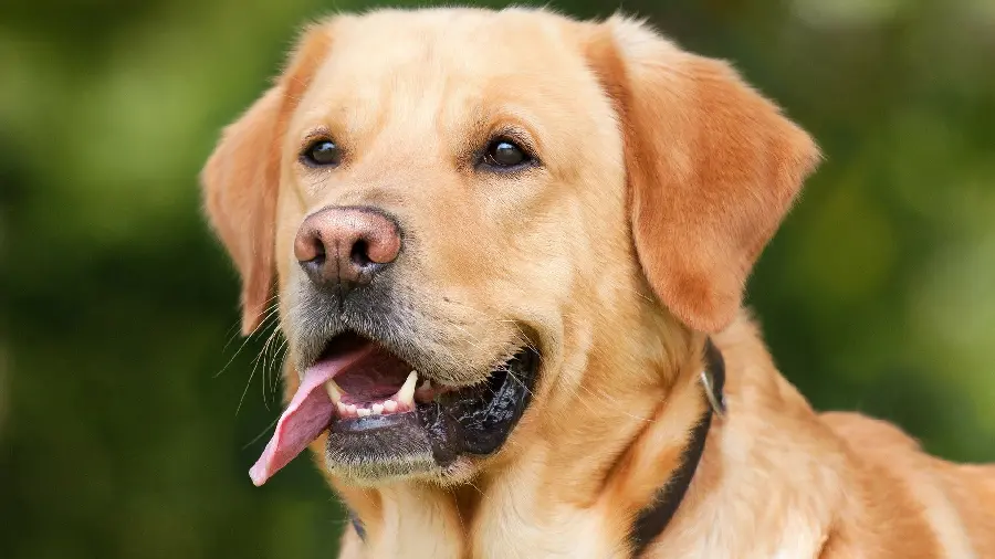 Spectacular and beautiful profile picture of Labrador Retriever