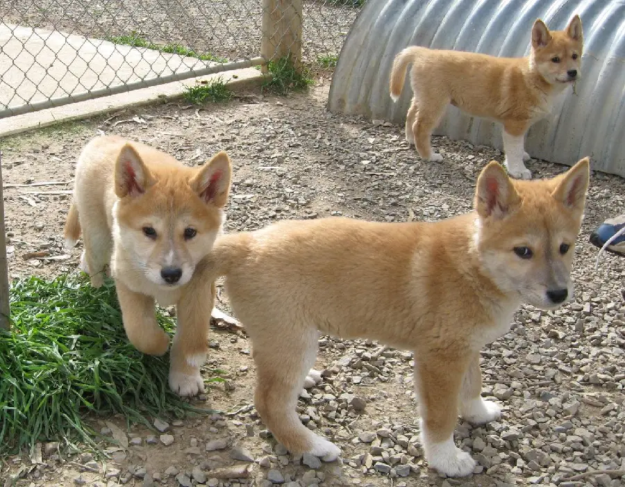 Interesting wallpaper of protected dingos with special quality