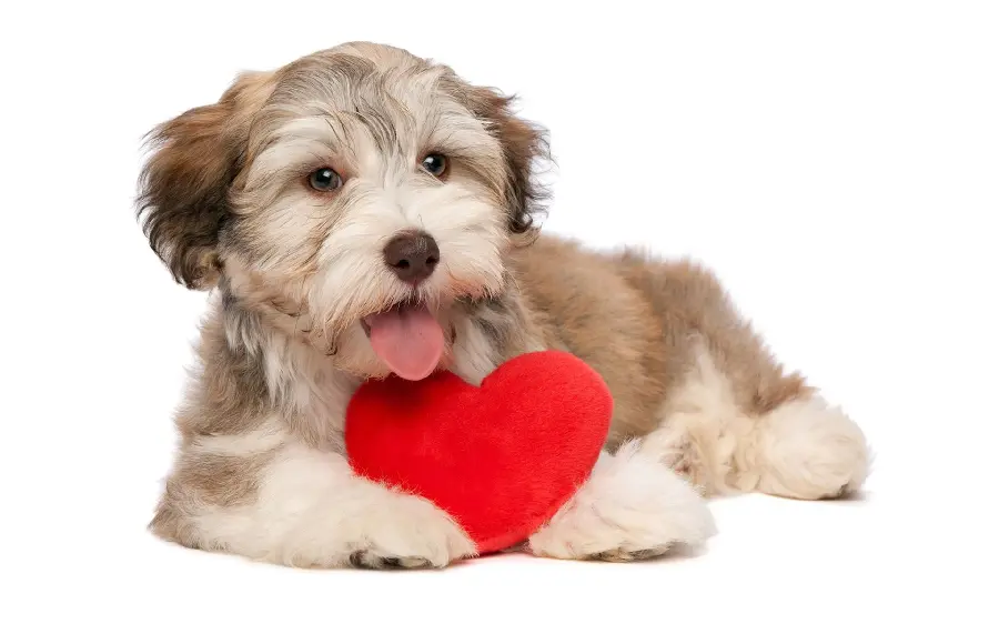 Cool furry dog ​​wallpaper with red valentine heart