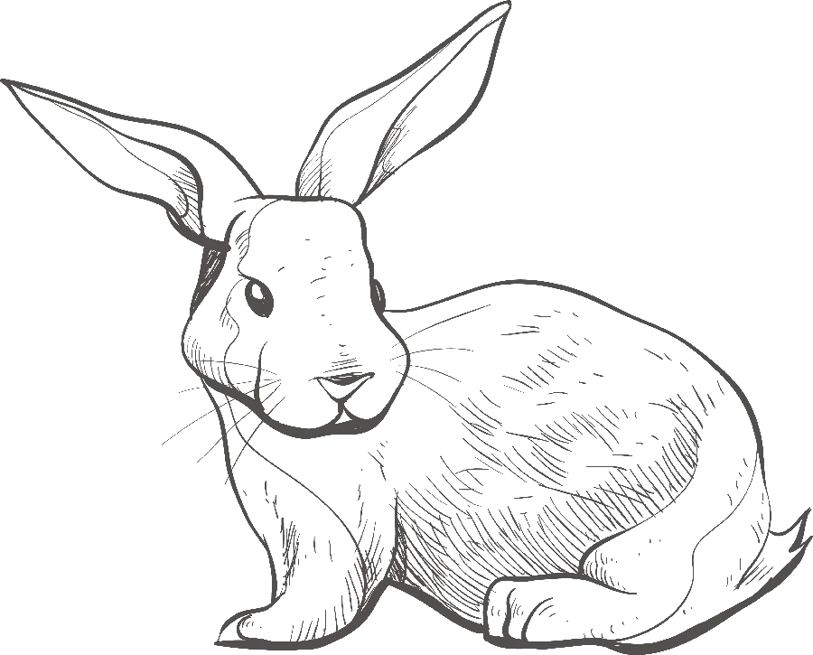 Photo of a rabbit drawing PNG without color and for printing in a book