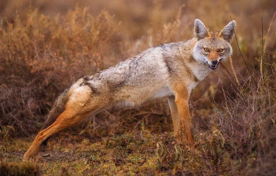 Amazing and spectacular background of jackal for printing decorative boards