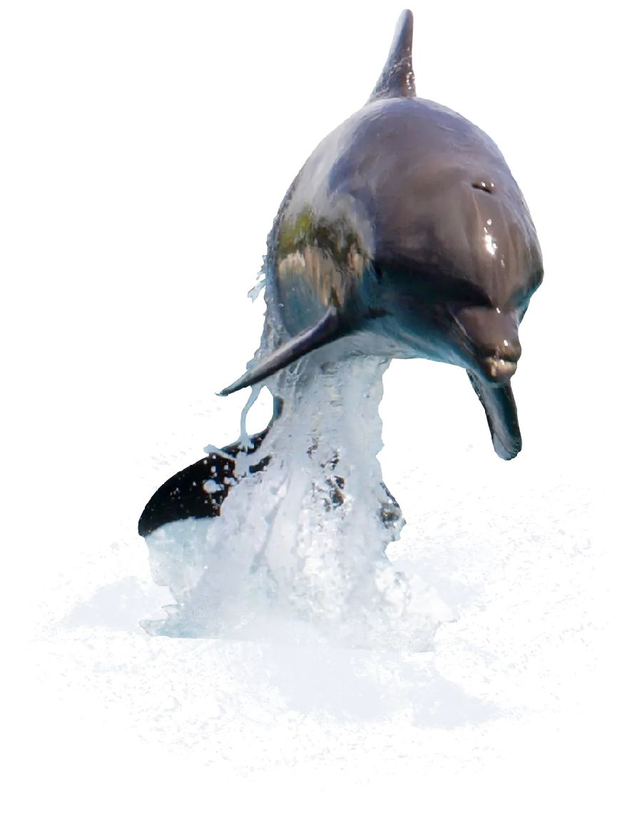 Real Dolphin PNG Image Without Background