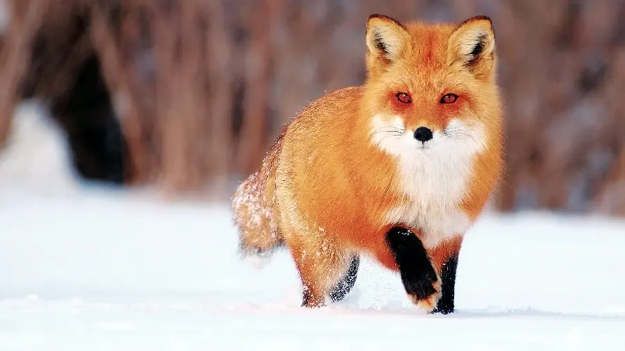 Latest Attractive Pictures of Arctic Fox with Direct Link