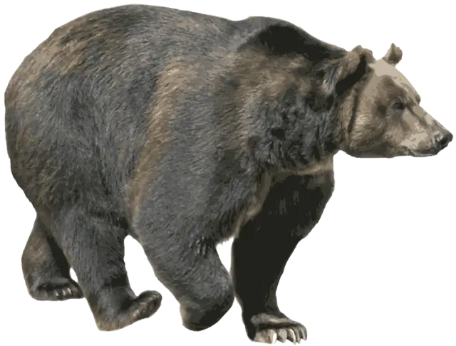 Free download of PNG bear background images used by photographers