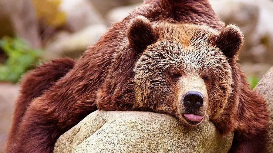 Seemingly calm photo of a sleepy grizzly bear FULL HD