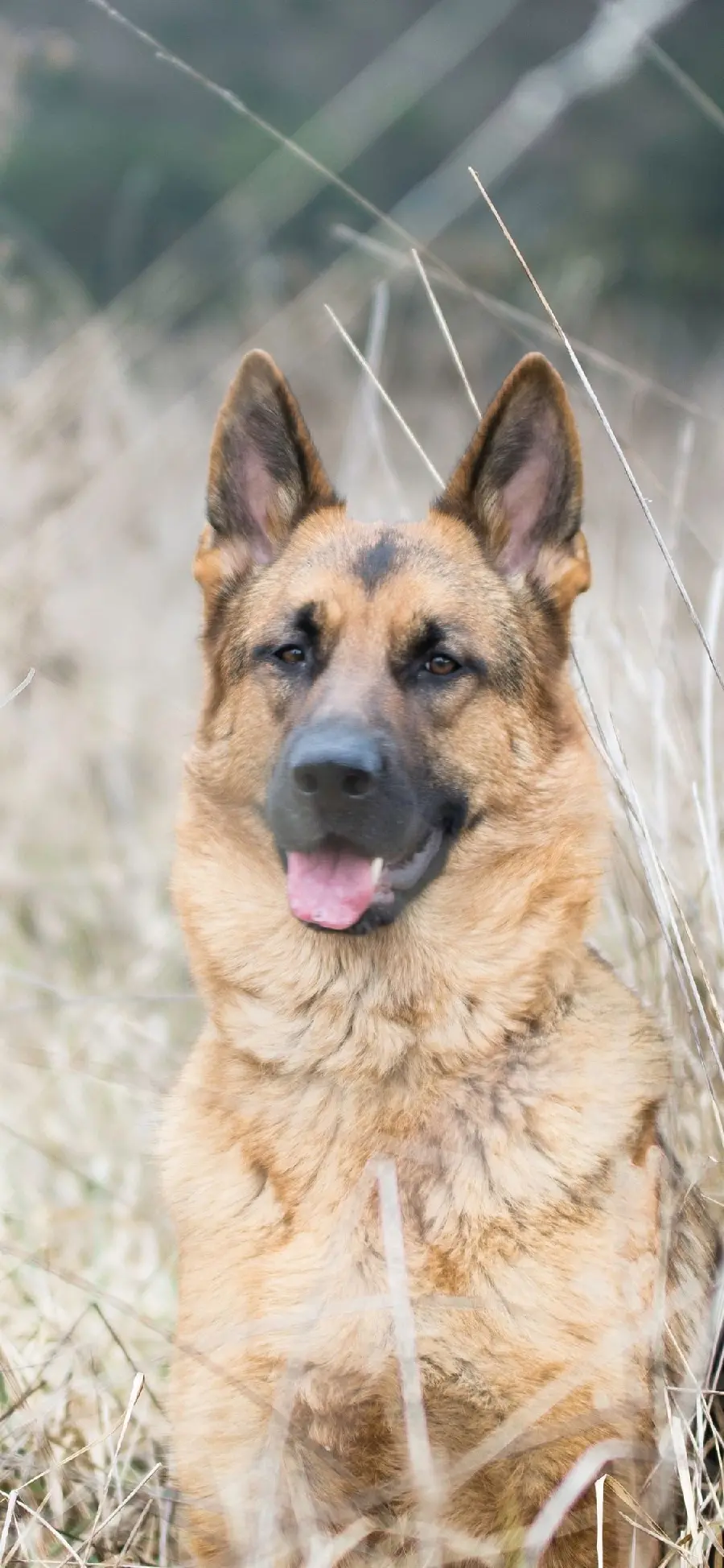 The most downloaded background photo for iPhone of the attractive German Shepherd 