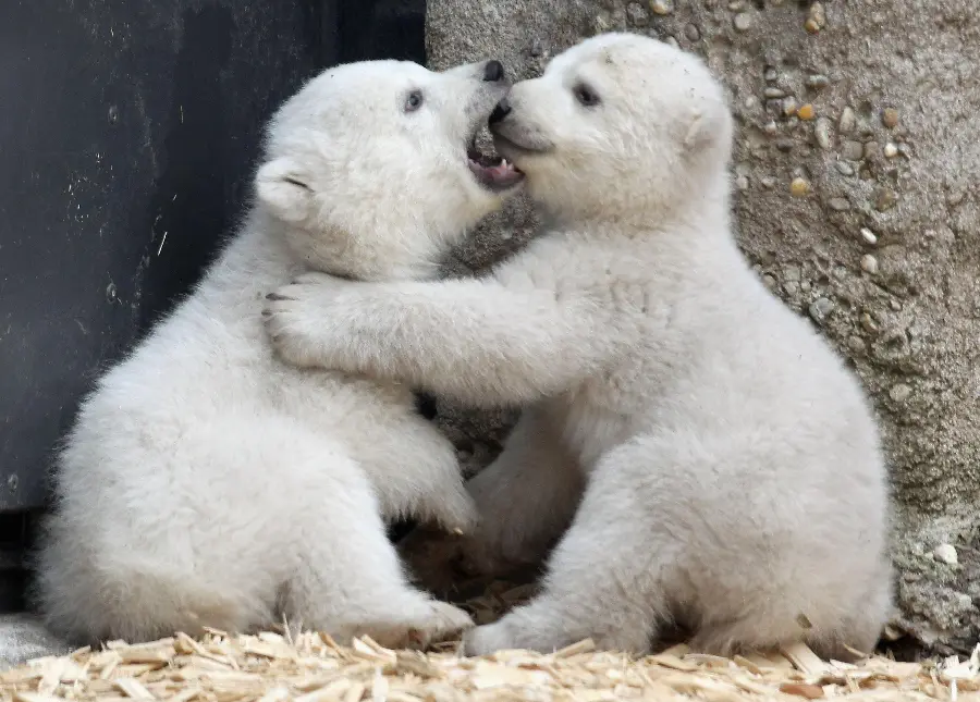 Beautiful photo taken of two white bear cubs playing