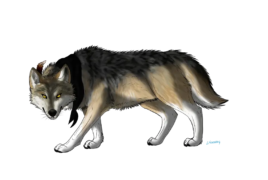 Various wallpapers of jackals in the widely used PNG format