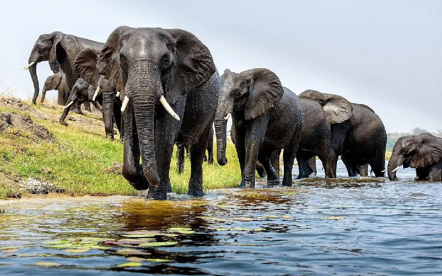 A photo of African elephants walking by the river