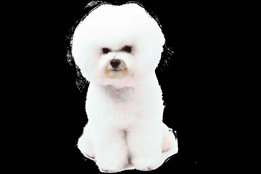Real Bichon Frise Dog Picture of the Most Popular Dog Breeds PNG