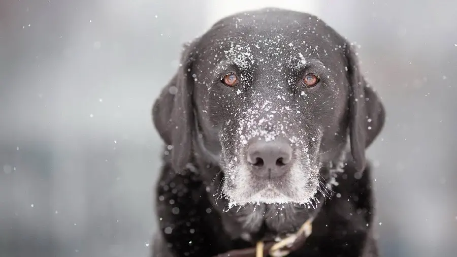 Amazing profile picture of a black dog with a simple and blurred background
