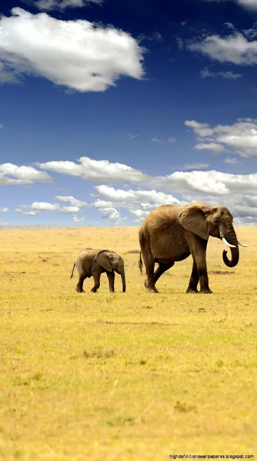 A special and different image of a mother elephant and her child in nature with high quality for profile