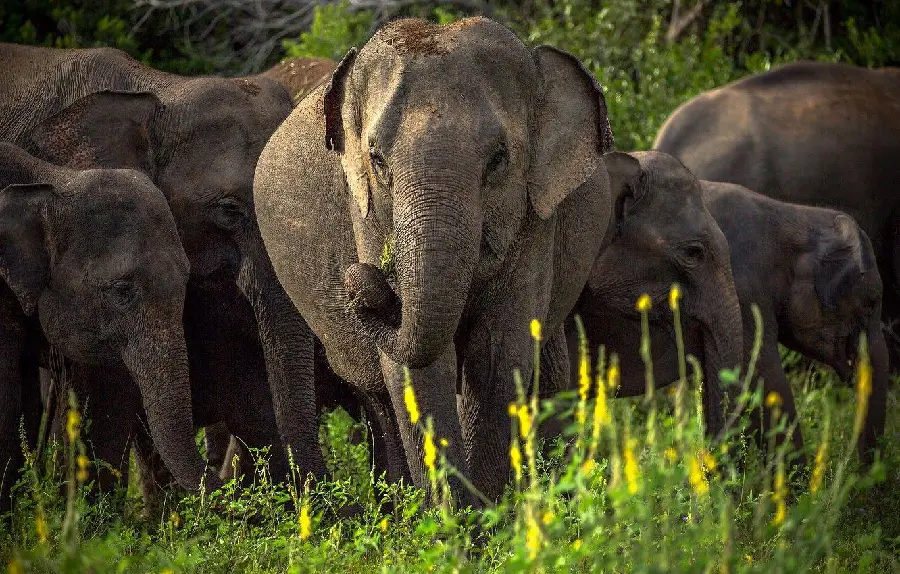 Photo of a herd of Asian elephants in the grass