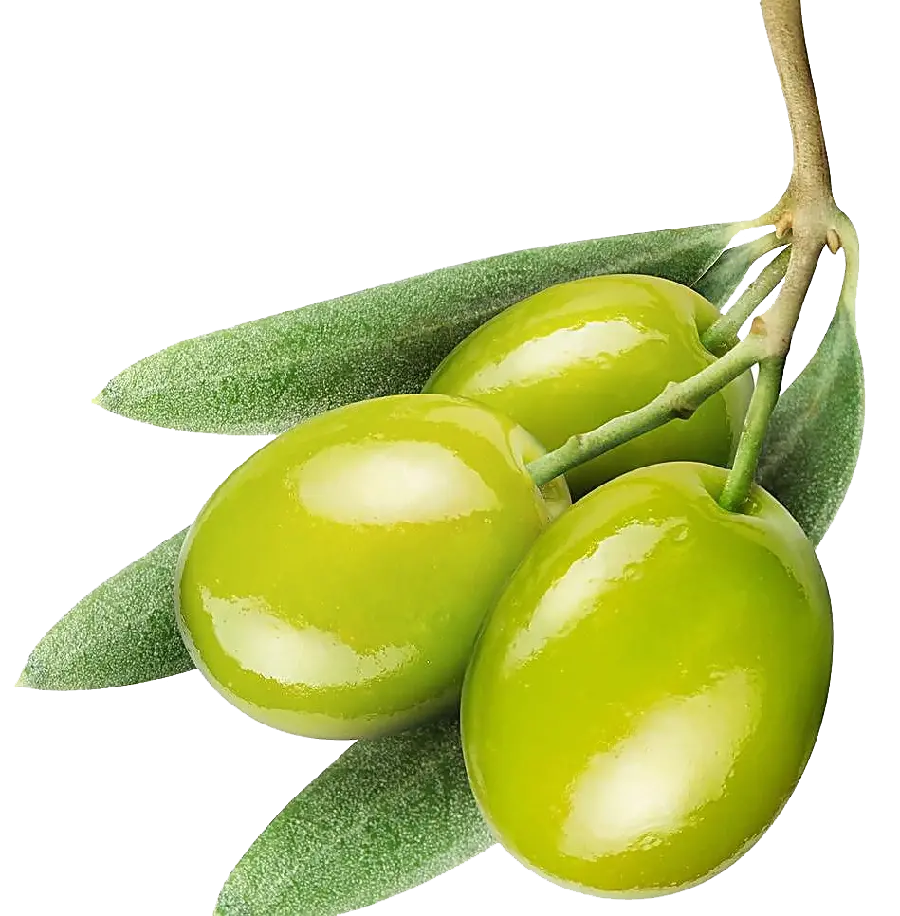 Free Download Olive PNG Cutout