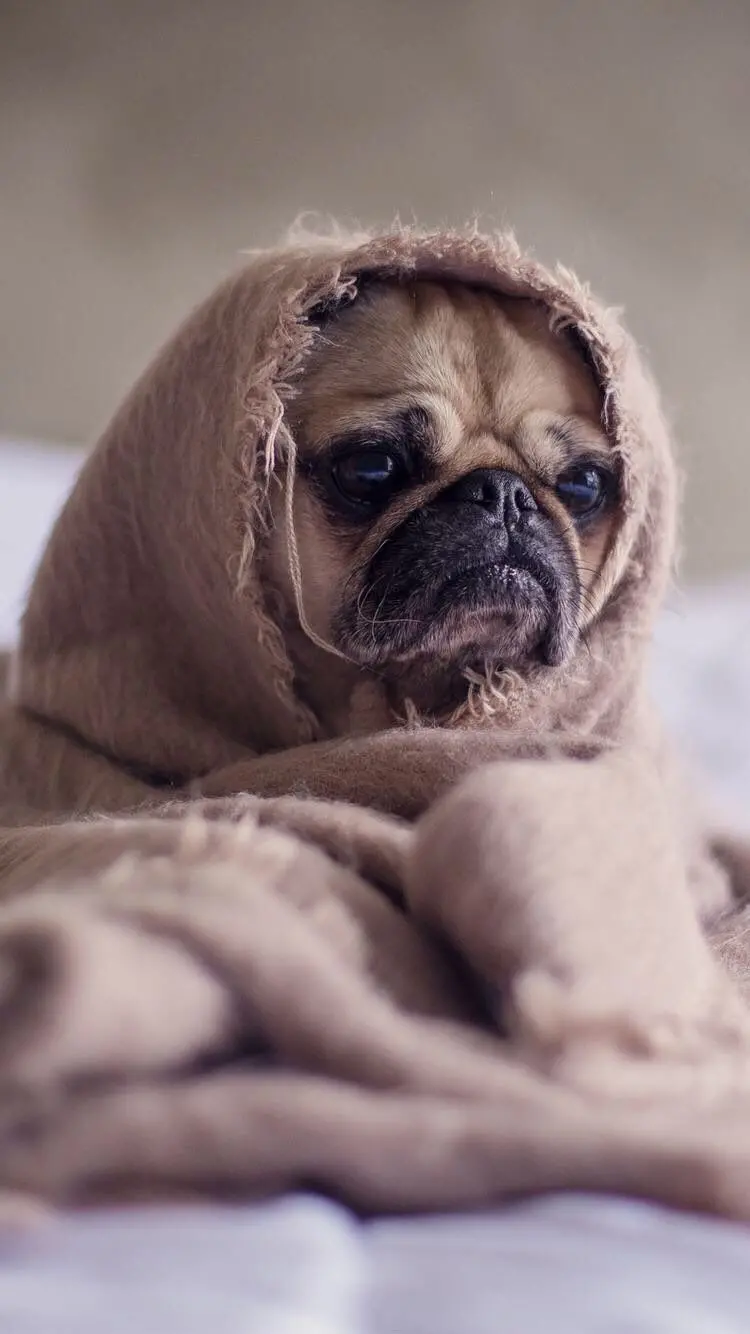 High quality pug dog photo for Telegram and WhatsApp profile 