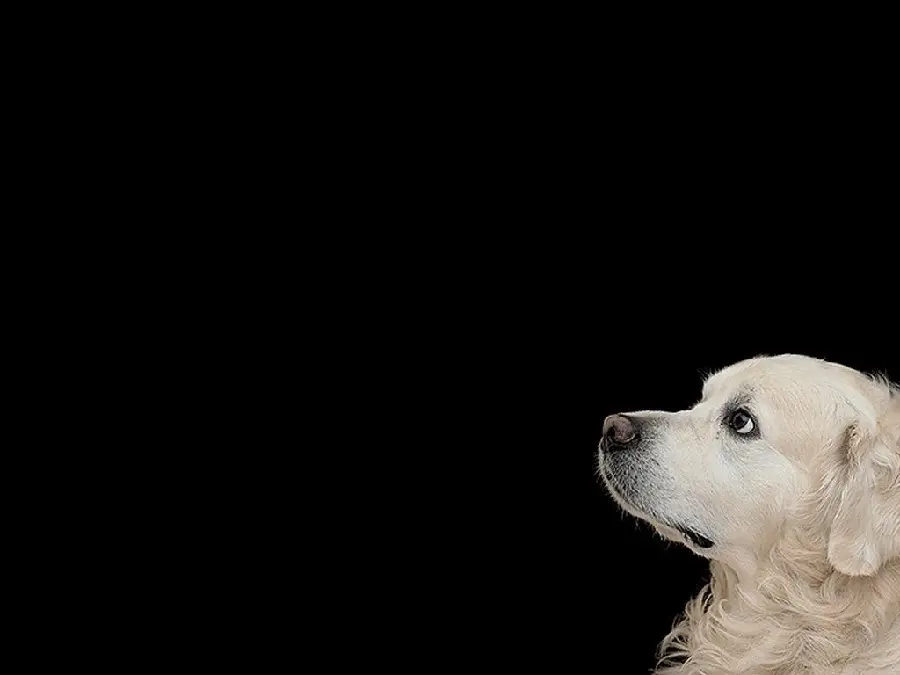 Download the attractive wallpaper of a white fluffy dog ​​on a black background