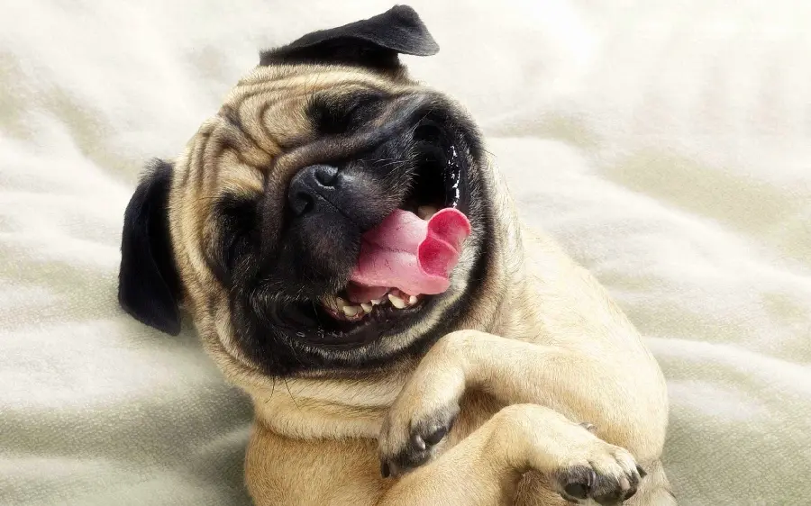 Free HD wallpaper of a funny dog ​​for poster printing in pet shops 