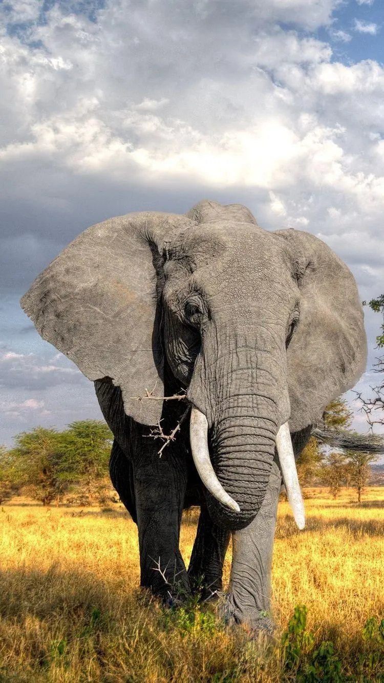 Stock photo of a large elephant in African nature with quality for phone and computer backgrounds