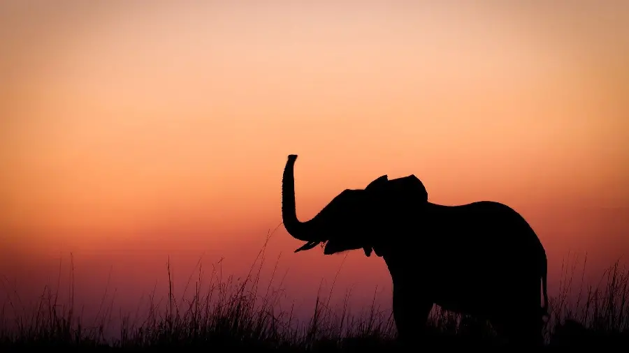 Download mobile and desktop background from nature and elephant at sunset